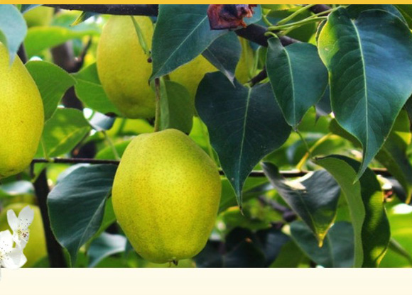 ����ˮ���ȿ���ˬ��֭